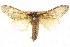  ( - BIOUG04033-B03)  @14 [ ] CreativeCommons - Attribution (2012) CBG Photography Group Centre for Biodiversity Genomics