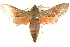 ( - BIOUG04033-B07)  @14 [ ] CreativeCommons - Attribution (2012) CBG Photography Group Centre for Biodiversity Genomics