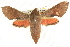  ( - BIOUG04033-B08)  @14 [ ] CreativeCommons - Attribution (2012) CBG Photography Group Centre for Biodiversity Genomics