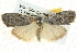  ( - BIOUG04033-C01)  @15 [ ] CreativeCommons - Attribution (2012) CBG Photography Group Centre for Biodiversity Genomics