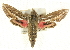  (Hippotion - BIOUG04033-G10)  @15 [ ] CreativeCommons - Attribution (2012) CBG Photography Group Centre for Biodiversity Genomics