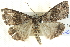  ( - BIOUG04034-B06)  @13 [ ] CreativeCommons - Attribution (2012) CBG Photography Group Centre for Biodiversity Genomics