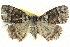  ( - BIOUG04034-B07)  @13 [ ] CreativeCommons - Attribution (2012) CBG Photography Group Centre for Biodiversity Genomics