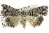  ( - BIOUG04034-C10)  @13 [ ] CreativeCommons - Attribution (2012) CBG Photography Group Centre for Biodiversity Genomics