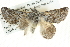  ( - BIOUG04034-C11)  @13 [ ] CreativeCommons - Attribution (2012) CBG Photography Group Centre for Biodiversity Genomics
