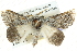  ( - BIOUG04034-D01)  @14 [ ] CreativeCommons - Attribution (2012) CBG Photography Group Centre for Biodiversity Genomics