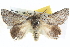  ( - BIOUG04034-F03)  @15 [ ] CreativeCommons - Attribution (2012) CBG Photography Group Centre for Biodiversity Genomics