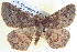  ( - BIOUG04034-H04)  @15 [ ] CreativeCommons - Attribution (2012) CBG Photography Group Centre for Biodiversity Genomics