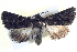  ( - BIOUG04034-H07)  @12 [ ] CreativeCommons - Attribution (2012) CBG Photography Group Centre for Biodiversity Genomics