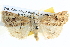  ( - BIOUG04034-H08)  @15 [ ] CreativeCommons - Attribution (2012) CBG Photography Group Centre for Biodiversity Genomics