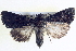  ( - BIOUG04035-A09)  @12 [ ] CreativeCommons - Attribution (2012) CBG Photography Group Centre for Biodiversity Genomics