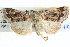  ( - BIOUG04035-A10)  @14 [ ] CreativeCommons - Attribution (2012) CBG Photography Group Centre for Biodiversity Genomics