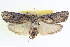  ( - BIOUG04035-B06)  @12 [ ] CreativeCommons - Attribution (2012) CBG Photography Group Centre for Biodiversity Genomics