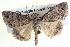  ( - BIOUG04035-B07)  @13 [ ] CreativeCommons - Attribution (2012) CBG Photography Group Centre for Biodiversity Genomics