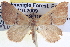  (Anachloris uncinata - BIOUG04035-E05)  @15 [ ] CreativeCommons - Attribution (2012) CBG Photography Group Centre for Biodiversity Genomics