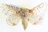  ( - BIOUG04035-E07)  @14 [ ] CreativeCommons - Attribution (2012) CBG Photography Group Centre for Biodiversity Genomics