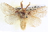  ( - BIOUG04035-E10)  @15 [ ] CreativeCommons - Attribution (2012) CBG Photography Group Centre for Biodiversity Genomics