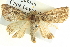  ( - BIOUG04035-G07)  @12 [ ] CreativeCommons - Attribution (2012) CBG Photography Group Centre for Biodiversity Genomics