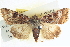  ( - BIOUG04035-H04)  @14 [ ] CreativeCommons - Attribution (2012) CBG Photography Group Centre for Biodiversity Genomics