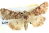  ( - BIOUG04035-H06)  @14 [ ] CreativeCommons - Attribution (2012) CBG Photography Group Centre for Biodiversity Genomics