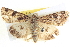  ( - BIOUG04035-H07)  @14 [ ] CreativeCommons - Attribution (2012) CBG Photography Group Centre for Biodiversity Genomics