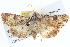  ( - BIOUG04035-H10)  @14 [ ] CreativeCommons - Attribution (2012) CBG Photography Group Centre for Biodiversity Genomics