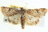  ( - BIOUG04036-A08)  @14 [ ] CreativeCommons - Attribution (2012) CBG Photography Group Centre for Biodiversity Genomics