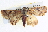  ( - BIOUG04036-A11)  @14 [ ] CreativeCommons - Attribution (2012) CBG Photography Group Centre for Biodiversity Genomics