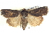  ( - BIOUG04036-D02)  @13 [ ] CreativeCommons - Attribution (2012) CBG Photography Group Centre for Biodiversity Genomics