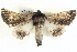 ( - BIOUG04036-E05)  @15 [ ] CreativeCommons - Attribution (2012) CBG Photography Group Centre for Biodiversity Genomics