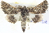  ( - BIOUG04036-F07)  @15 [ ] CreativeCommons - Attribution (2012) CBG Photography Group Centre for Biodiversity Genomics