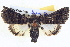  ( - BIOUG04036-F09)  @14 [ ] CreativeCommons - Attribution (2012) CBG Photography Group Centre for Biodiversity Genomics