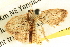  ( - BIOUG04036-G01)  @12 [ ] CreativeCommons - Attribution (2012) CBG Photography Group Centre for Biodiversity Genomics