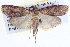  ( - BIOUG04037-A11)  @14 [ ] CreativeCommons - Attribution (2012) CBG Photography Group Centre for Biodiversity Genomics