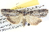  ( - BIOUG04037-C11)  @14 [ ] CreativeCommons - Attribution (2012) CBG Photography Group Centre for Biodiversity Genomics