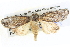  ( - BIOUG04037-D07)  @13 [ ] CreativeCommons - Attribution (2012) CBG Photography Group Centre for Biodiversity Genomics