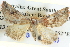  ( - BIOUG04037-E02)  @14 [ ] CreativeCommons - Attribution (2012) CBG Photography Group Centre for Biodiversity Genomics