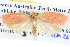  ( - BIOUG04037-F10)  @13 [ ] CreativeCommons - Attribution (2012) CBG Photography Group Centre for Biodiversity Genomics