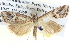  (Hednota sp. ANIC4 - BIOUG04037-G03)  @14 [ ] CreativeCommons - Attribution (2012) CBG Photography Group Centre for Biodiversity Genomics