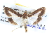  ( - BIOUG04037-G09)  @14 [ ] CreativeCommons - Attribution (2012) CBG Photography Group Centre for Biodiversity Genomics