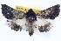  ( - BIOUG04038-D01)  @14 [ ] CreativeCommons - Attribution (2012) CBG Photography Group Centre for Biodiversity Genomics