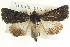  ( - BIOUG04038-D03)  @12 [ ] CreativeCommons - Attribution (2012) CBG Photography Group Centre for Biodiversity Genomics