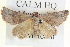 ( - BIOUG04038-E11)  @13 [ ] CreativeCommons - Attribution (2012) CBG Photography Group Centre for Biodiversity Genomics