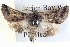  ( - BIOUG04038-F03)  @14 [ ] CreativeCommons - Attribution (2012) CBG Photography Group Centre for Biodiversity Genomics