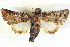  ( - BIOUG04038-F04)  @14 [ ] CreativeCommons - Attribution (2012) CBG Photography Group Centre for Biodiversity Genomics