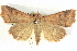  ( - BIOUG04038-G06)  @14 [ ] CreativeCommons - Attribution (2012) CBG Photography Group Centre for Biodiversity Genomics