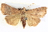  ( - BIOUG04038-G09)  @14 [ ] CreativeCommons - Attribution (2012) CBG Photography Group Centre for Biodiversity Genomics
