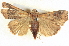  ( - BIOUG04038-G11)  @14 [ ] CreativeCommons - Attribution (2012) CBG Photography Group Centre for Biodiversity Genomics