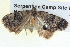  ( - BIOUG04038-H07)  @13 [ ] CreativeCommons - Attribution (2012) CBG Photography Group Centre for Biodiversity Genomics