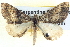  ( - BIOUG04038-H08)  @13 [ ] CreativeCommons - Attribution (2012) CBG Photography Group Centre for Biodiversity Genomics